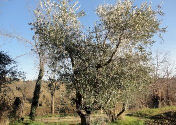 Foto 14 - Rustico via melano, San Marcello - foto 9