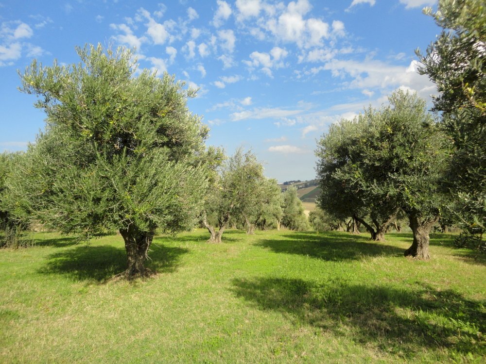 Foto 3 - Villa via fonte del ragosto
 
3, Ostra - foto 3