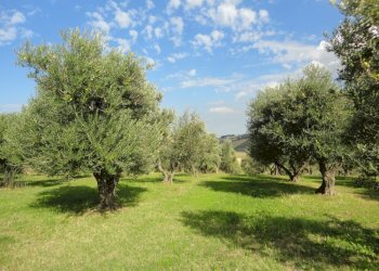 Foto 3 - Villa via fonte del ragosto
 
3, Ostra - foto 3