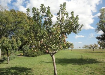 Foto 23 - Villa via fonte del ragosto
 
3, Ostra - foto 23