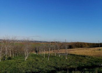 Foto 1 - Agricultural land contrada Coste, San Paolo di Jesi - photo 1