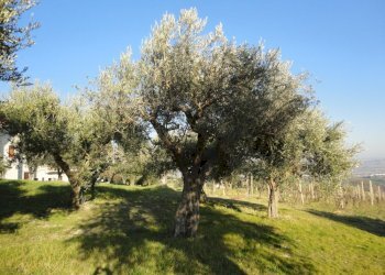 Foto 5 - Rustico via Madonna della neve, Monte Roberto - foto 5
