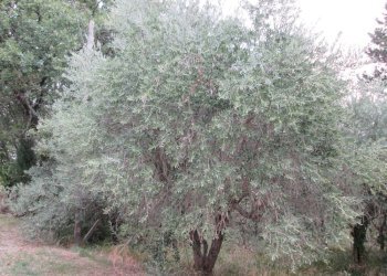 Foto 15 - Rustico Via Castellaro
 
8, Mergo - foto 15