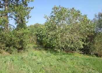 Foto 13 - Rustico via Gangalia Bassa, Jesi - foto 12