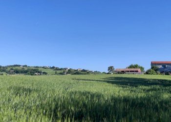 Foto 1 - Terreno agricolo Serra de' Conti - foto 1