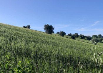 Foto 3 - Terreno agricolo Serra de' Conti - foto 3