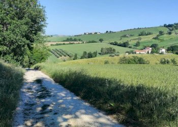 Foto 4 - Terreno agricolo Serra de' Conti - foto 4