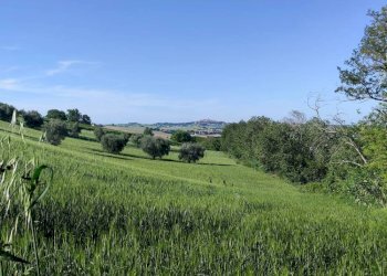 Foto 5 - Terreno agricolo Serra de' Conti - foto 5