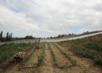 Foto 5 - Agriturismo Via Santa Maria del Monte
 
10, Poggio San Marcello - foto 5