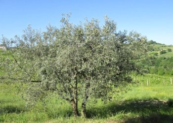 Foto 8 - Rustico Via Forcone
 
1, Cupramontana - foto 7