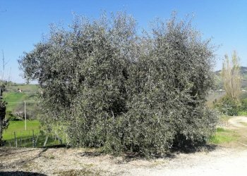 Foto 14 - Rustico Via Forcone
 
1, Cupramontana - foto 13