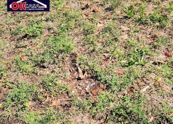 Foto 7 - Rustico via bogoni
 
20, Villafranca di Verona - foto 7