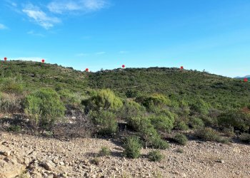 Foto 3 - Terreno agricolo Loc. Sualza, Berchidda - foto 3