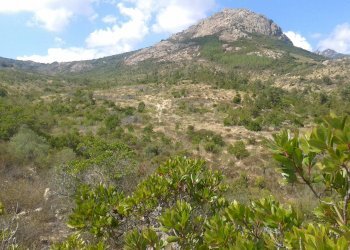 Foto 4 - Terreno agricolo Loc. Sualza, Berchidda - foto 4