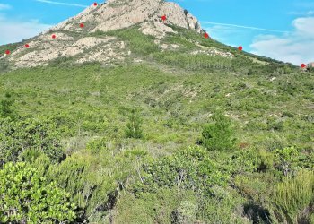 Foto 12 - Terreno agricolo Loc. Sualza, Berchidda - foto 12