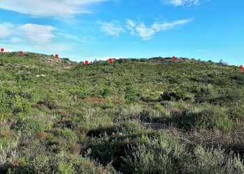 Foto 13 - Terreno agricolo Loc. Sualza, Berchidda - foto 13