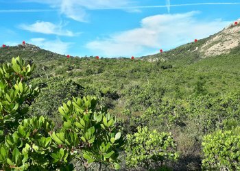 Foto 14 - Terreno agricolo Loc. Sualza, Berchidda - foto 14