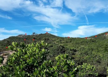 Foto 15 - Terreno agricolo Loc. Sualza, Berchidda - foto 15