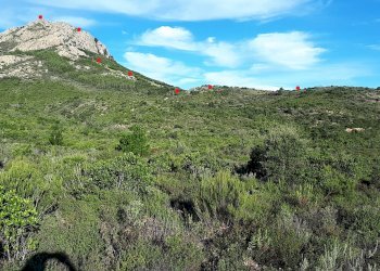Foto 16 - Terreno agricolo Loc. Sualza, Berchidda - foto 16