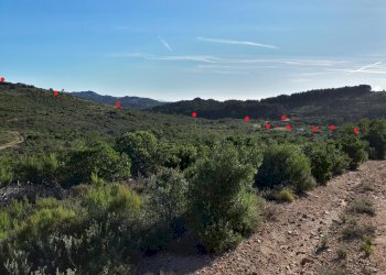 Foto 17 - Terreno agricolo Loc. Sualza, Berchidda - foto 17