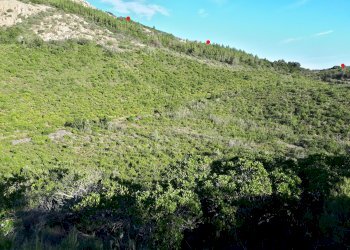 Foto 18 - Terreno agricolo Loc. Sualza, Berchidda - foto 18