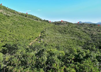 Foto 20 - Terreno agricolo Loc. Sualza, Berchidda - foto 20