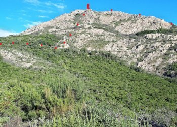 Foto 21 - Terreno agricolo Loc. Sualza, Berchidda - foto 21
