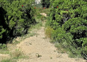 Foto 26 - Terreno agricolo Loc. Sualza, Berchidda - foto 26