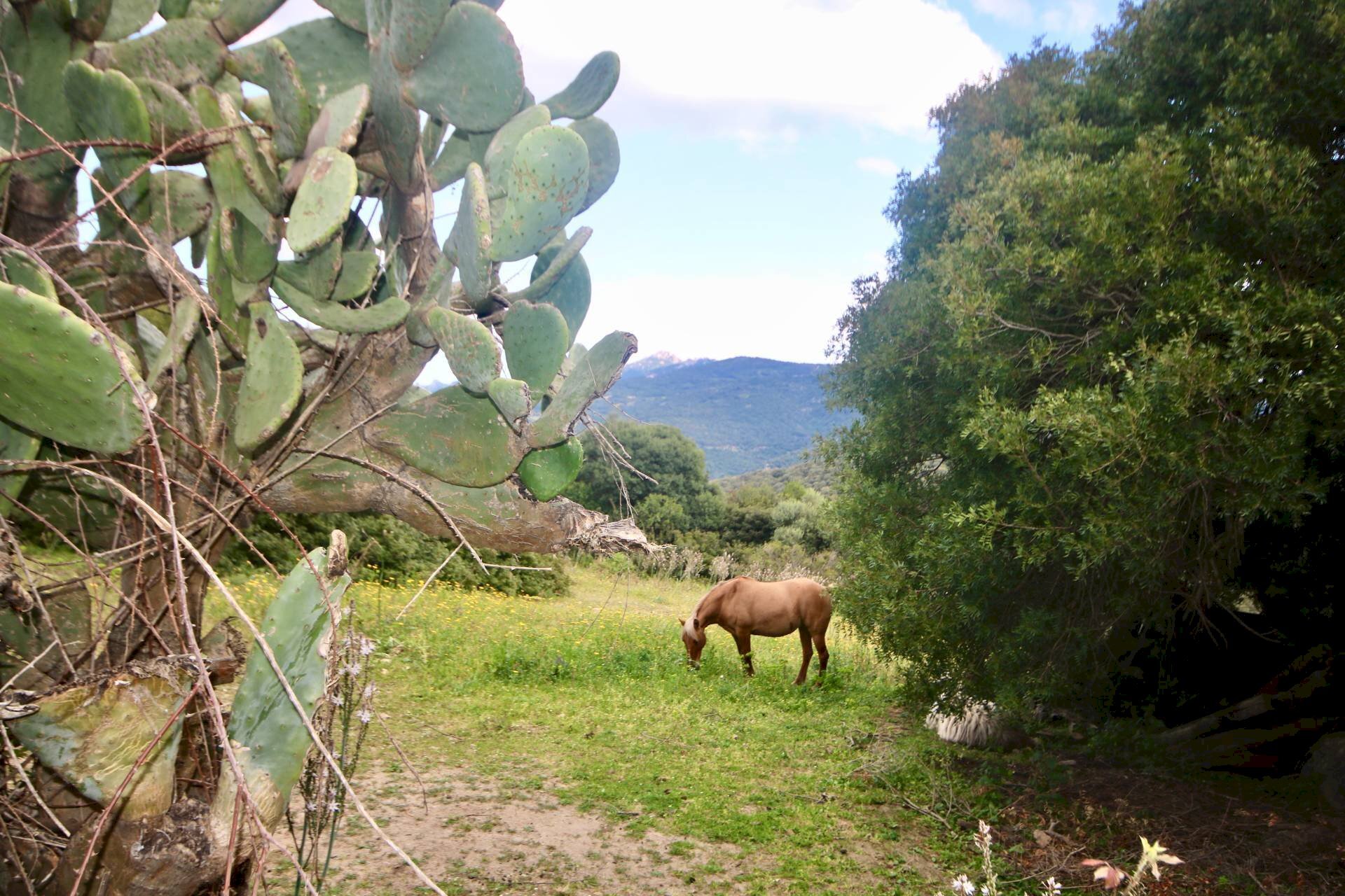 Foto 1 - Terreno agricolo strada statale, Sant'Antonio di Gallura - foto 1