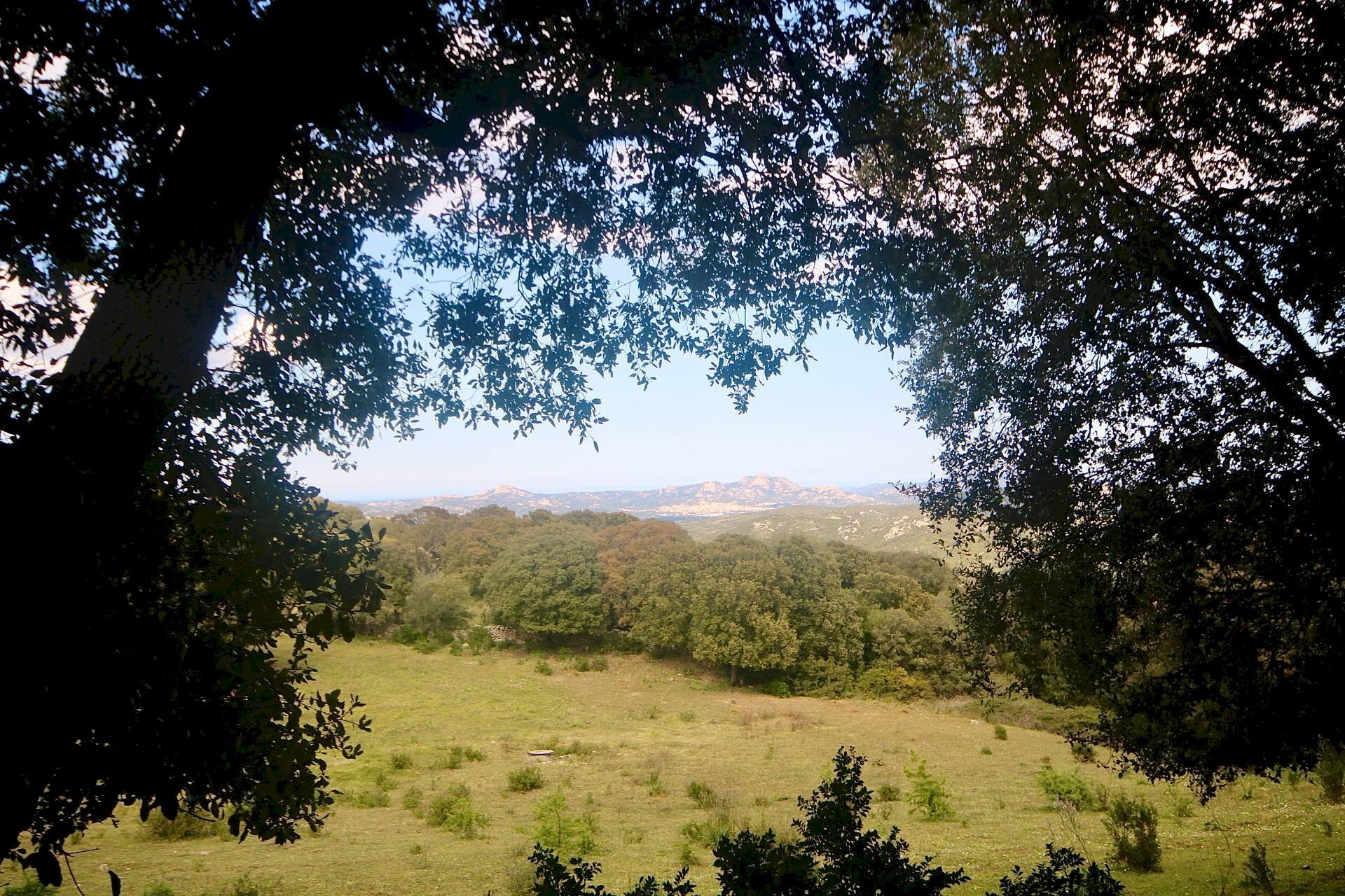 Foto 2 - Terreno agricolo strada statale, Sant'Antonio di Gallura - foto 2