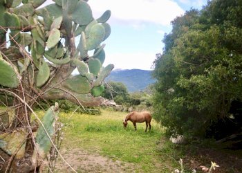 Foto 1 - Agricultural land strada statale, Sant'Antonio di Gallura - photo 1