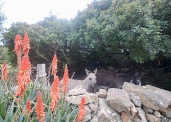 Foto 9 - Agricultural land strada statale, Sant'Antonio di Gallura - photo 9