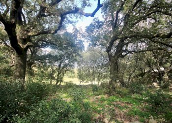 Foto 13 - Agricultural land strada statale, Sant'Antonio di Gallura - photo 13
