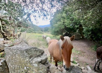 Foto 15 - Agricultural land strada statale, Sant'Antonio di Gallura - photo 15