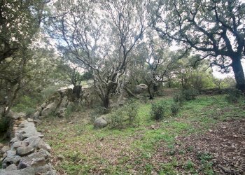 Foto 16 - Agricultural land strada statale, Sant'Antonio di Gallura - photo 16