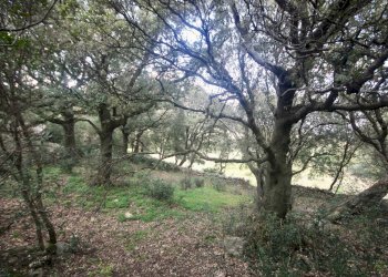 Foto 18 - Agricultural land strada statale, Sant'Antonio di Gallura - photo 18