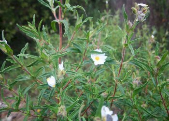 Foto 20 - Agricultural land strada statale, Sant'Antonio di Gallura - photo 20