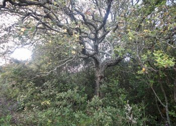 Foto 26 - Agricultural land strada statale, Sant'Antonio di Gallura - photo 26