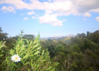 Foto 27 - Agricultural land strada statale, Sant'Antonio di Gallura - photo 27