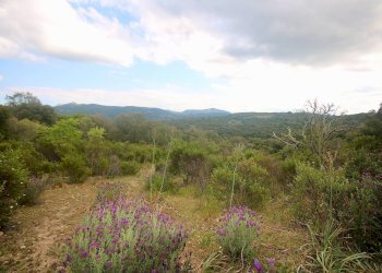 Foto 28 - Agricultural land strada statale, Sant'Antonio di Gallura - photo 28
