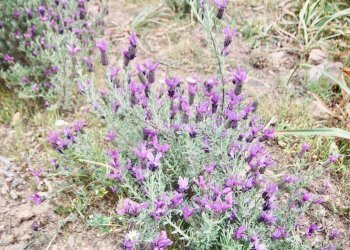 Foto 29 - Agricultural land strada statale, Sant'Antonio di Gallura - photo 29