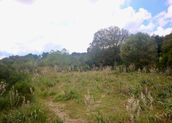 Foto 30 - Agricultural land strada statale, Sant'Antonio di Gallura - photo 30