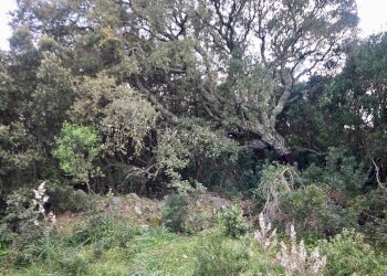 Foto 31 - Agricultural land strada statale, Sant'Antonio di Gallura - photo 31