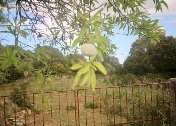 Foto 32 - Agricultural land strada statale, Sant'Antonio di Gallura - photo 32