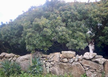 Foto 34 - Agricultural land strada statale, Sant'Antonio di Gallura - photo 34