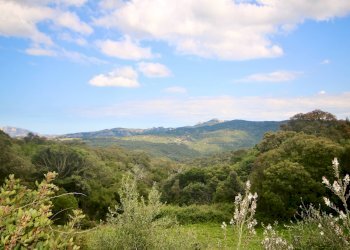 Foto 36 - Agricultural land strada statale, Sant'Antonio di Gallura - photo 36