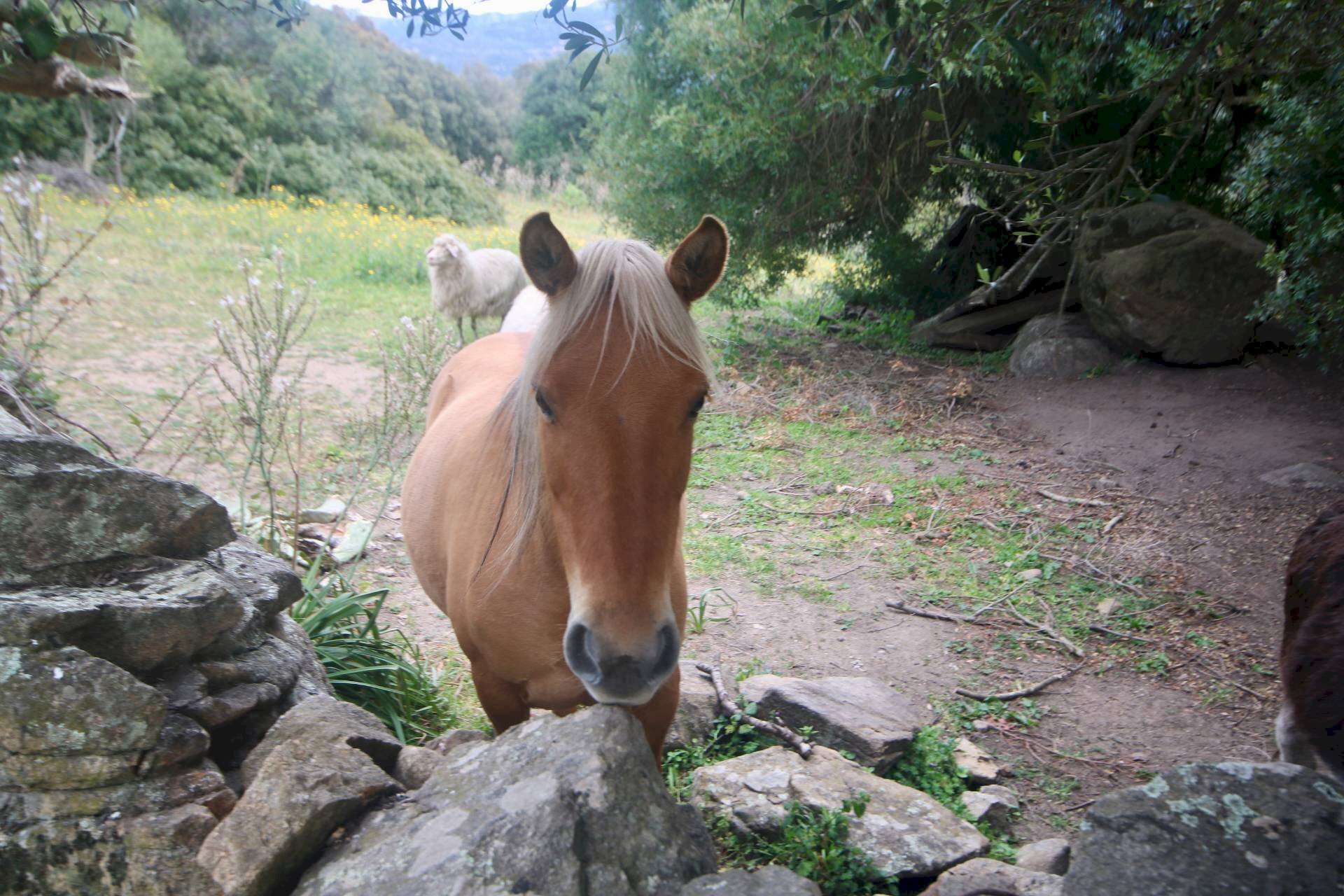 Foto 2 - Rustico strada statale
 
snc, Sant'Antonio di Gallura - foto 2