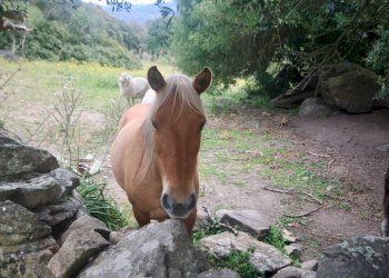 Foto 2 - Rustico strada statale
 
snc, Sant'Antonio di Gallura - foto 2