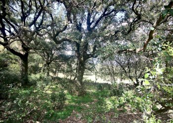 Foto 12 - Rustico strada statale
 
snc, Sant'Antonio di Gallura - foto 12