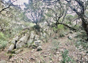 Foto 19 - Rustico strada statale
 
snc, Sant'Antonio di Gallura - foto 19